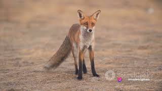 The Fascinating World of Foxes | Let's learn unknown facts about fox | Animal Education