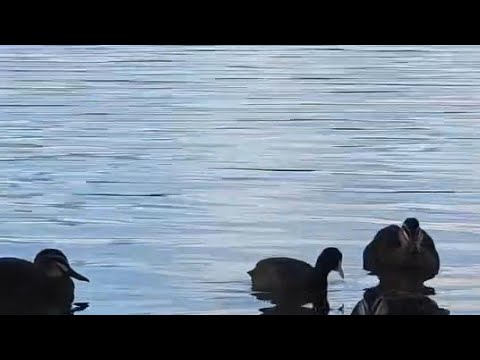 Satisfying Ducks swimming in the lake! #enjoy #satisfying #nature #trendingshorts #short #viral