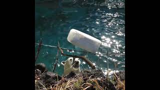 【天才】ホウちゃん道具を使っておやつゲット！#天王寺動園#ホウちゃん#ホッキョクグマ#シロクマ