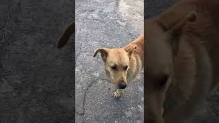 How Are Dogs Friendly?