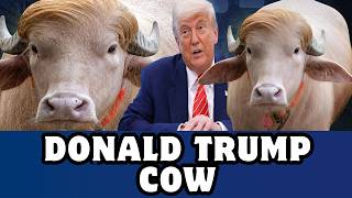 Rare Albino Buffalo That Looks Like Donald Trump Goes Viral Worldwide