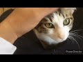 人なつっこい美ネコ ニコちゃん 鎌倉ねこの間