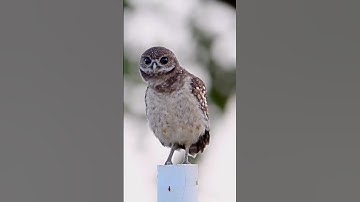 Tiếng chim cú mèo 🦉 | Owl sound #shorts