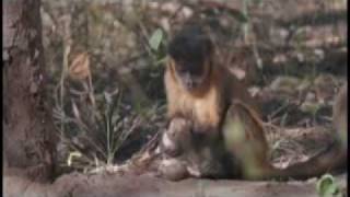 Comportamento de macaco-prego reflete ambiente em que vive, não seus genes  – AUN – Agência Universitária de Notícias