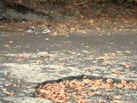 CLUB-MONADIRE.GE ყანჩა./ლურჯი ჰერონი/