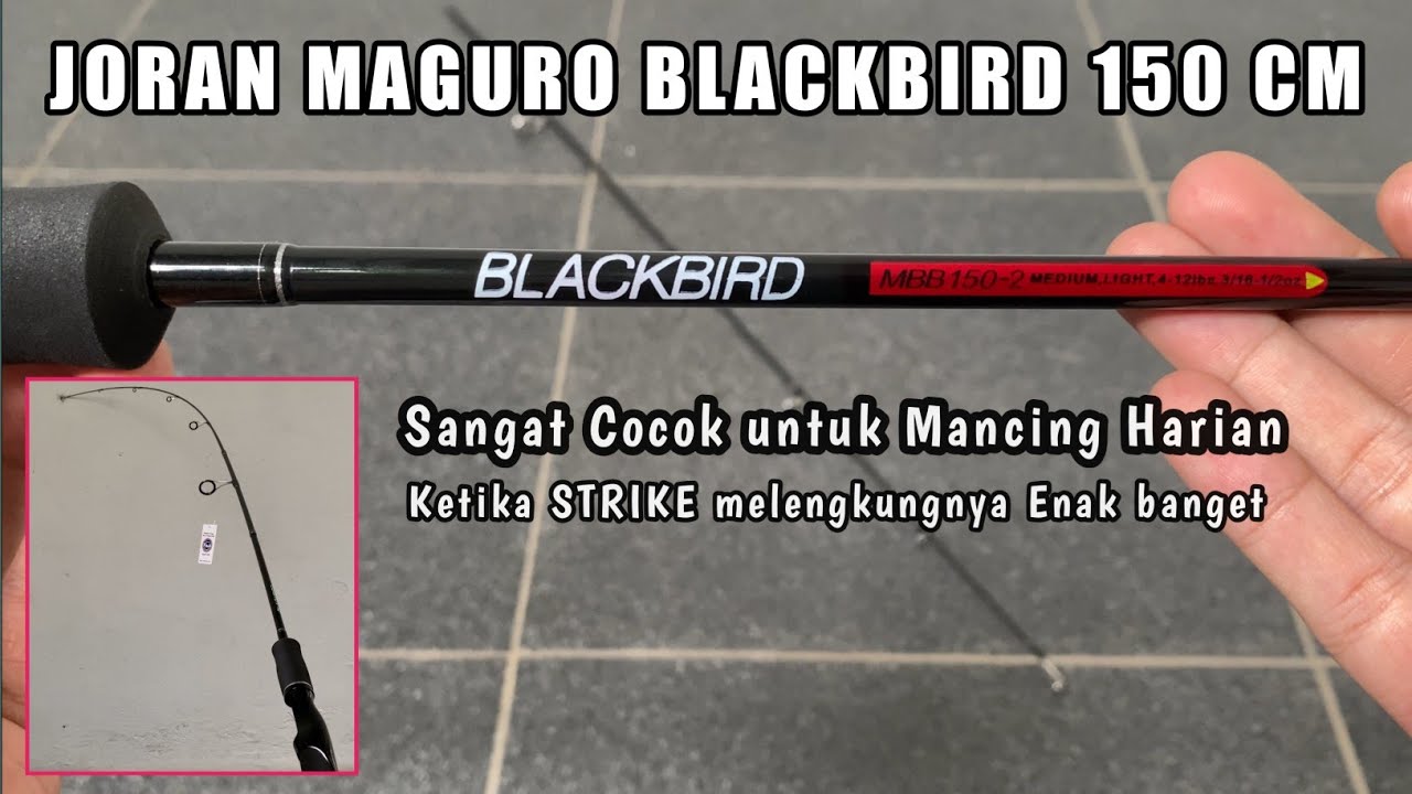 Joran Maguro BlackBird 4 12 Lbs Cocok Buat Mancing Harian YouTube joran-maguro-blackbird-4-12-lbs-cocok-buat-mancing-harian-youtube