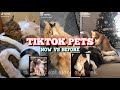 Pets of Tiktok Now VS Before— My Boo
