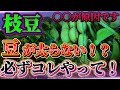 【枝豆】豆が太らない原因は、〇〇です！！ここを必ず確認してください！！