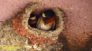 The Cliff Swallow