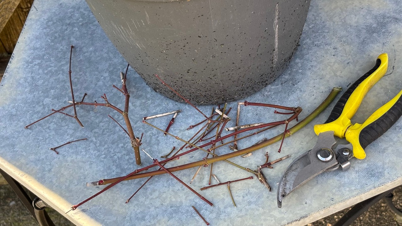 Prune To Bonsai, Japanese Maple - February 28, 2026
