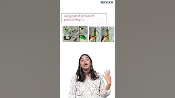 ഓല കൊണ്ടുള്ള ഉപയോഗങ്ങൾ അറിയാം | Xylem Class 2