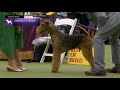 Airedale terriers  breed judging 2023