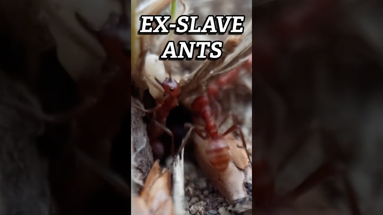 Ex-Slave Ant Colonies