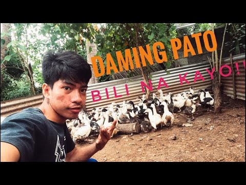 Video: Pato Ng Licania