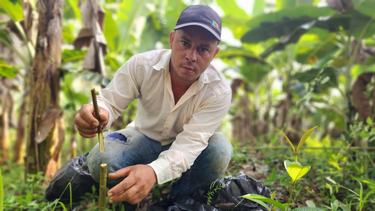 Contratei um dos melhores clonadores de Cacau.