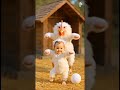Cute maxica dancing cactus electric plush fun ☺️ #cutebaby #funny #comedy