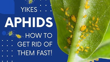 Aphid Control - How to Quickly Treat & Prevent Aphids And Get Rid of Them FAST