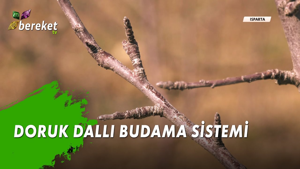 Bahçe Doktoru - Doruk Dallı Budama Sistemi