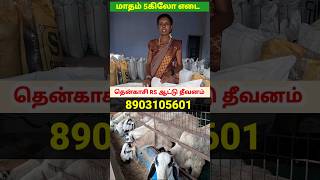 மாதம் 5கிலோ எடை கூடும் ஆட்டுதீவனம் #sheepfeed #goatfeed #feed #தீவனம் #goat #sheep #வெள்ளாடு