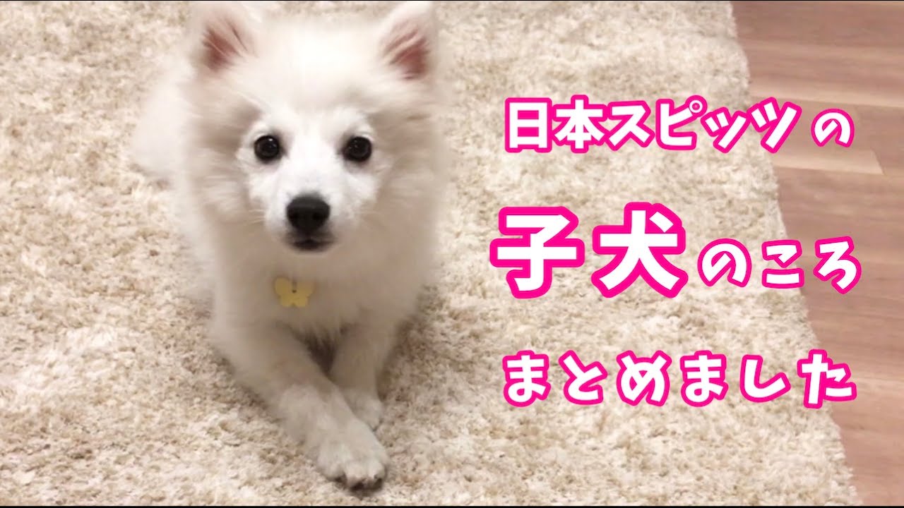 日本スピッツちぃ かわいい子犬の頃まとめ Japanese Spitz Puppy Youtube