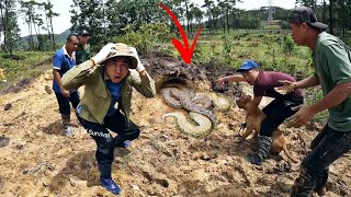 Brave Hunter And Pitbull Dog Confront Giant King Kong Vs Giant Pythons Profile