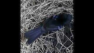 Bird with a pumpkin seed