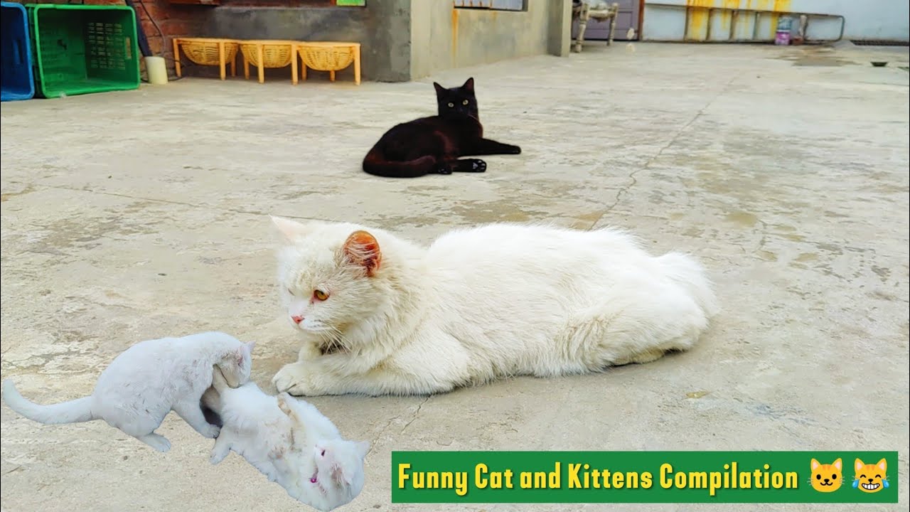 Purr-fectly Hilarious: Funny Cat and Kittens Compilation 🐱😹 - YouTube