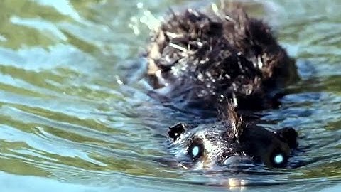 Zombeavers TRAILER (2015) Zombie Beavers Horror Movie HD