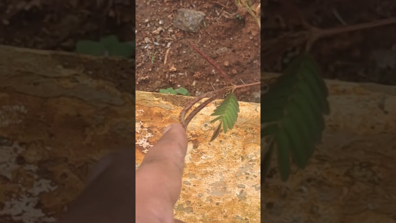 guess the plant name