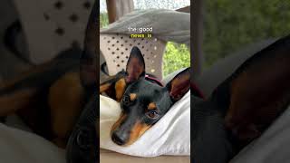 Miniature Pinscher has bad news#minipinscher #dogshorts #funnydogsvideos #dog #funnydogs #minpin