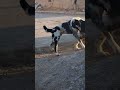 سگ دعوا حیوانات Animals سگ Funny Cat پلنگ 