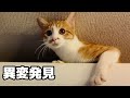 小さな異変も見逃さない！猫警備員は今日も忙しく安全確認中