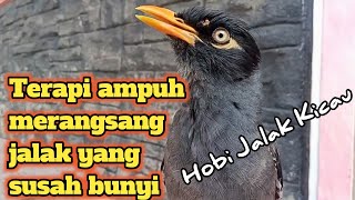 Terapi Ampuh Jalak Kebo Apapun Langsung Nyaut Dengar Suara Jalak Kebo Ini Sekali Pancing Saja