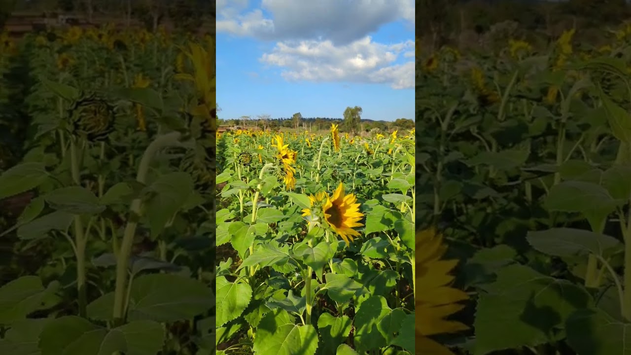 Free Stock Video Area Garden Blue Sky Sunflower 