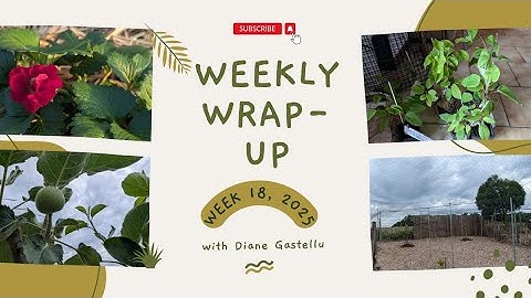 Weekly Wrap Up: #18, 2025 - Bird netting is over the chicken run and things are growing
