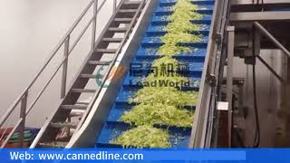 LWT Cabbage Vegetable Production Line