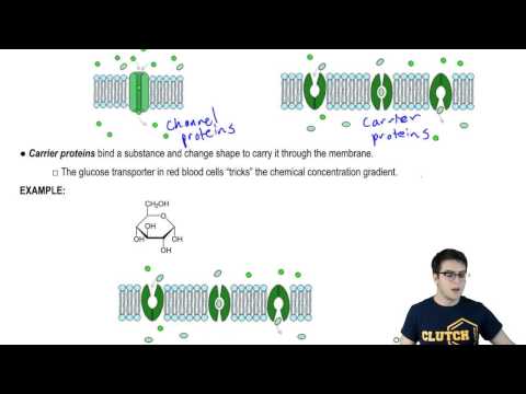 Video: Vilka är bärarproteinerna som hjälper till att underlätta diffusion?