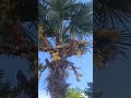 Сочинские голуби на пальме.