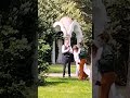 Garden wedding pictorial. #garden #gardenshorts #gardenflowers #subscribemychannel