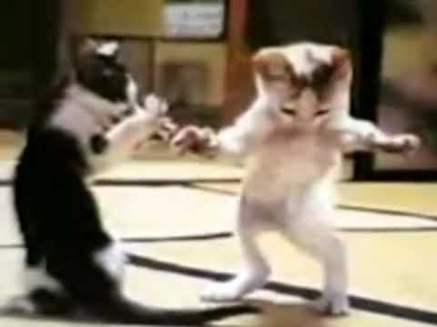 رمضان جانا بصوت السناجب و رقص القطة و غامبول وداروين