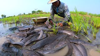 amazing fishing! catch a lot of catfish in mud little water at field catch by hand a fisherman