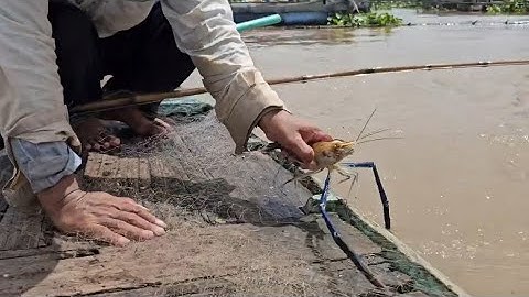 Nay dượng 8 xúc được tôm càng nhìn thấy đã quá trời./VTVL #76