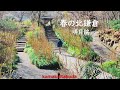 【4K】春の北鎌倉・明月院〈字幕をオンにして見て下さい〉
