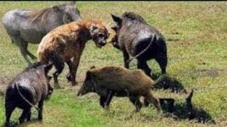 Wild Boars Counterattack Cougars, Hyenas The Battle For Survival by TIME MACHINE 1,450,640 views 5 years ago 10 minutes, 40 seconds