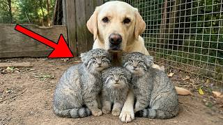Dog Raised Three Pallas's Cat Cubs —But When They Grew Up, the Unthinkable Happened!