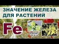 ЖЕЛЕЗО и его значение для растений