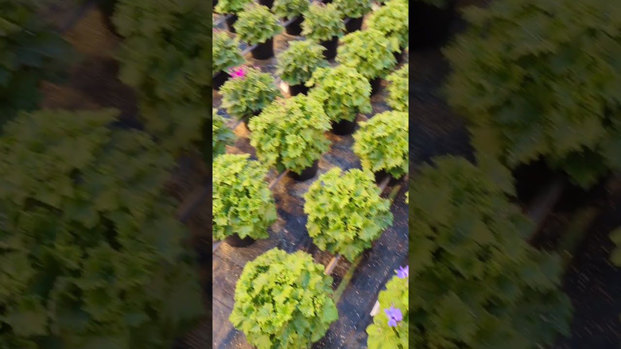 Pericallis starting to show color 