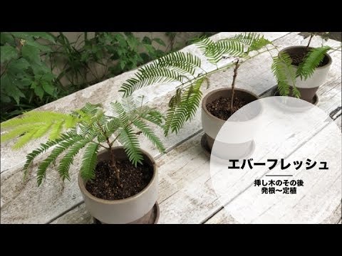 エバーフレッシュの挿し木のその後 発根 定植 Youtube