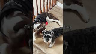 Silly Dog Caught In The Act| Ember The English Springer Spaniel #shorts