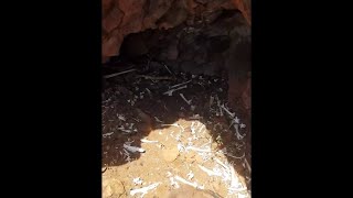 Discovered A Wild Dog Den In The Outback Viralhog